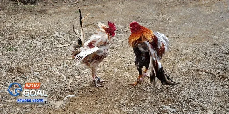 Đá gà online Đá gà online