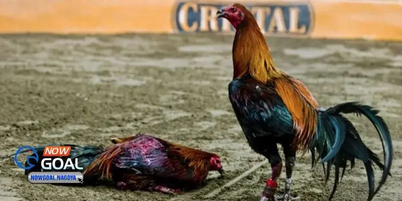 Đá Gà Peru Đá Gà Peru