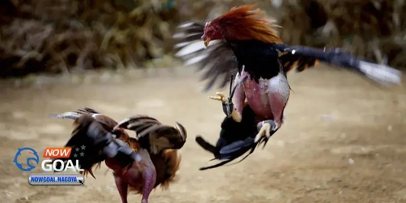 Đá gà trực tuyến Đá gà trực tuyến