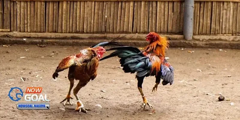 Đá gà đòn Đá gà đòn