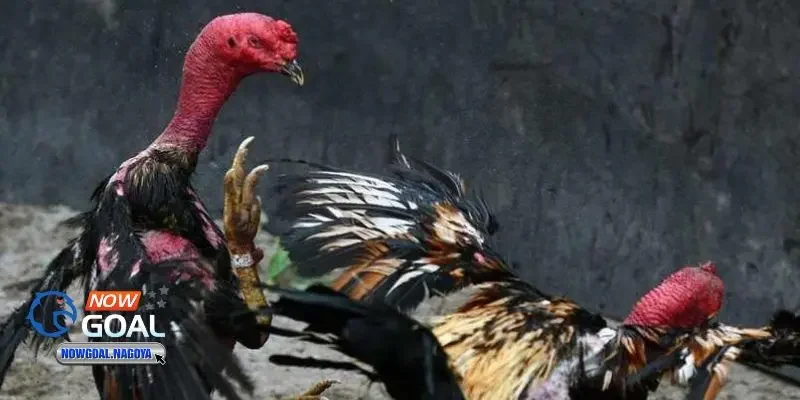 Đá gà thomo Đá gà thomo