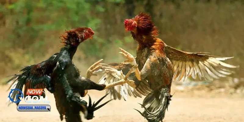 Đá gà cựa sắt